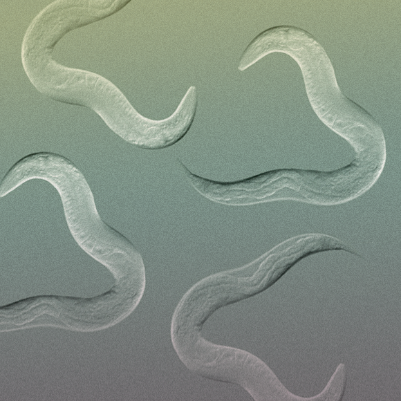 אפיגנטיקה – הדור הבא