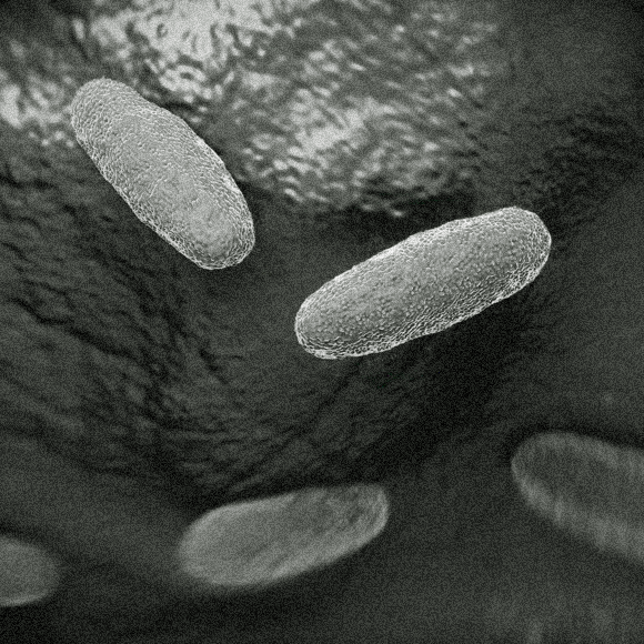 לאכול, אבל בזהירות: ביצים, כולסטרול וסלמונלה