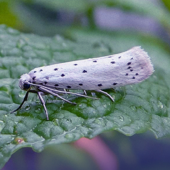 העשים שכבר לא נמשכים לאור