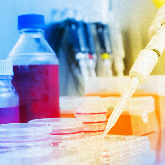 מפירים את חוקי הגנטיקה