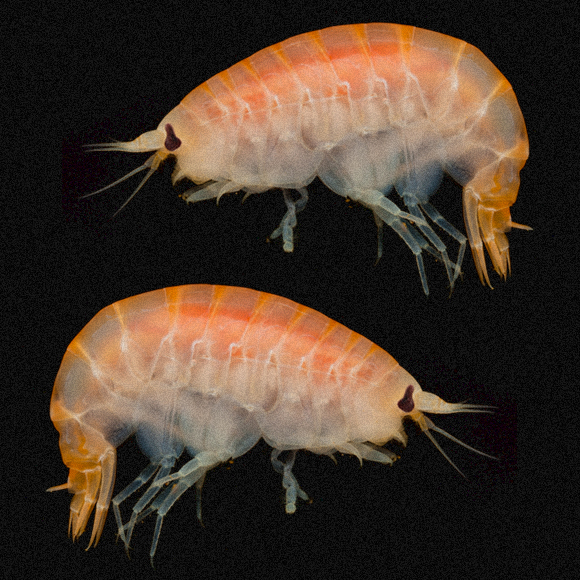 ישנים עם הדגים: מה קורה לגופה בקרקעית הים?