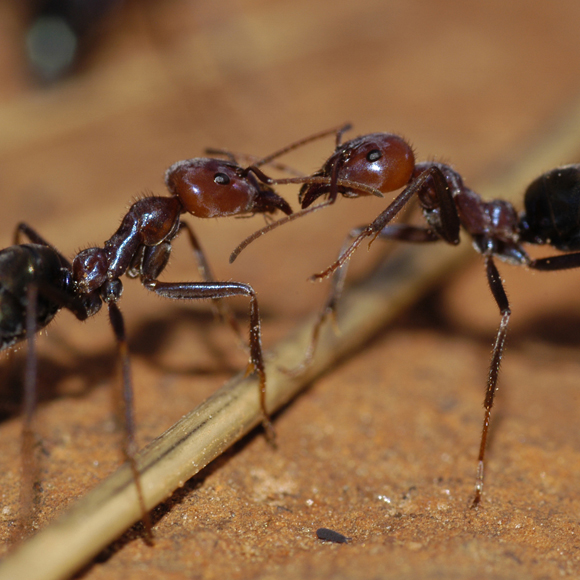 תגי הזיהוי של הנמלים