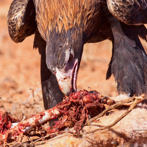 מה הסכנה באכילת בשר מקולקל?
