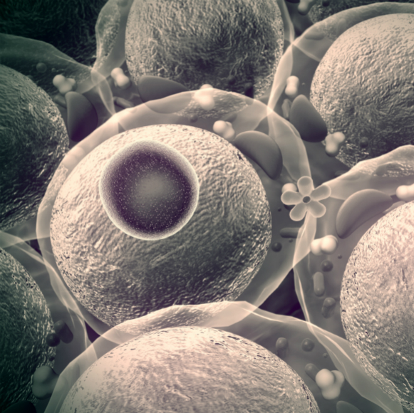 תאים מהונדסים נגד סוכרת