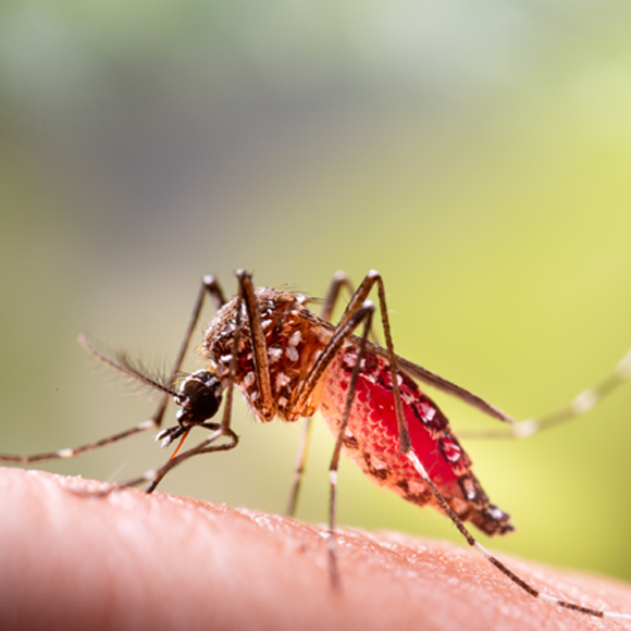 13 עובדות שאולי לא ידעתם על יתושים