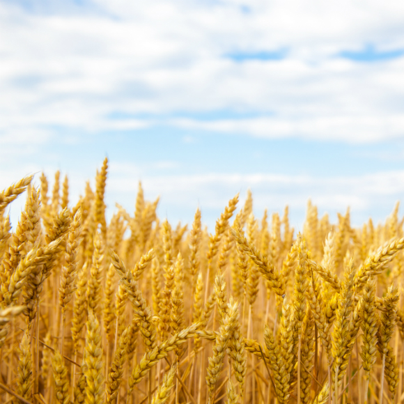 הפתרון לצליאק? חיטה מהונדסת גנטית