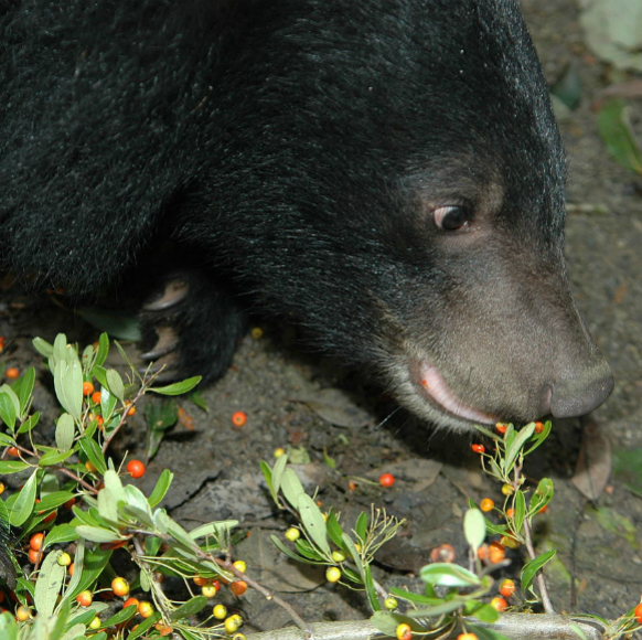 דובים, דובדבנים ושינוי האקלים