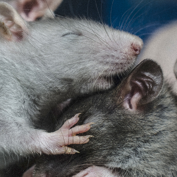 החומרים שקובעים אם אנו ישנים או ערים