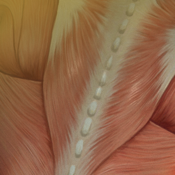 הוויטמין שמצעיר את השרירים