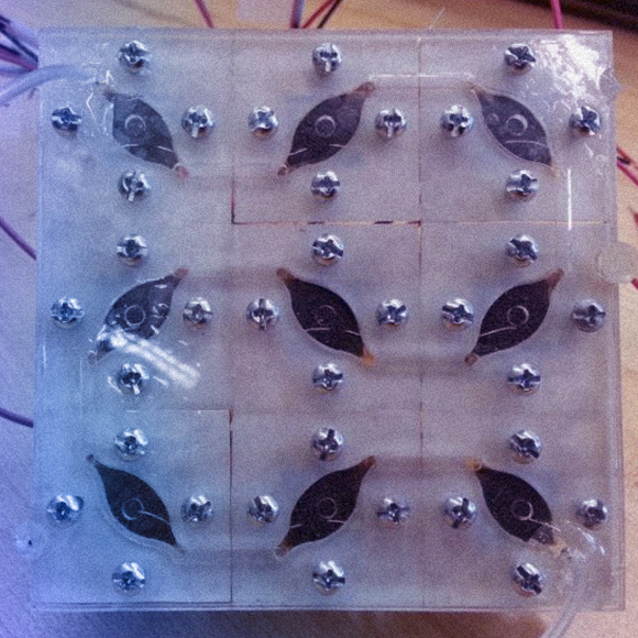 חיידקים סולאריים לייצור חשמל