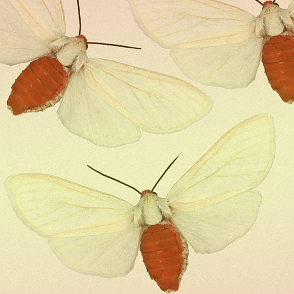 התשמע קולי, עטלפי שלי?