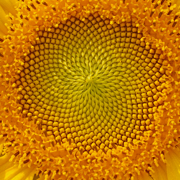 המתמטיקה של החיים