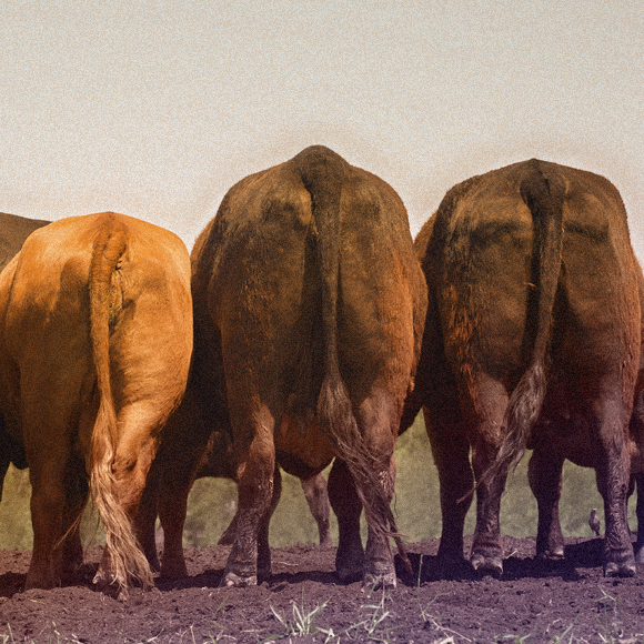 מזון לבהמות נגד התחממות כדור הארץ