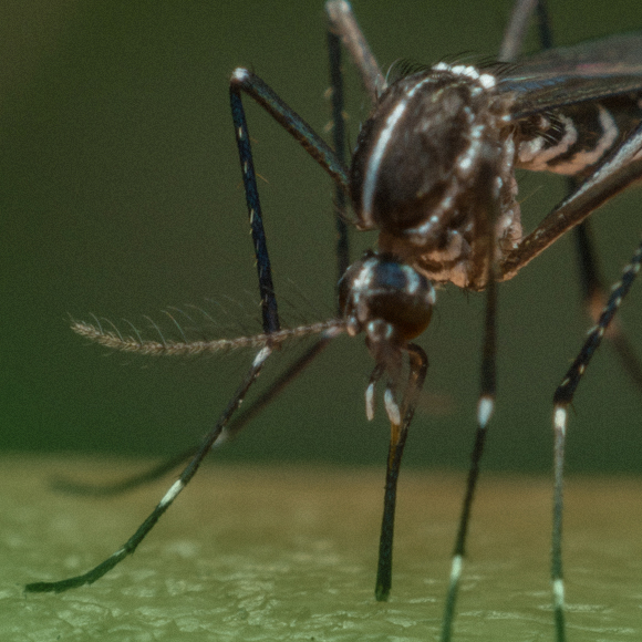 חיידקים נגד יתושים מפיצי נגיפים