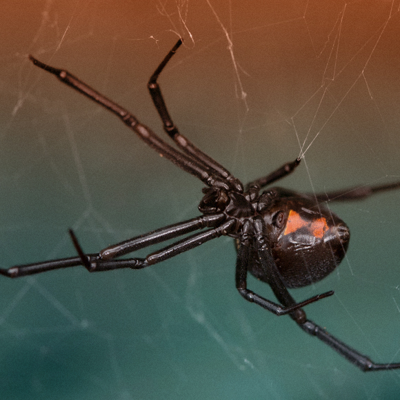 חיי המין המוזרים של העכבישים