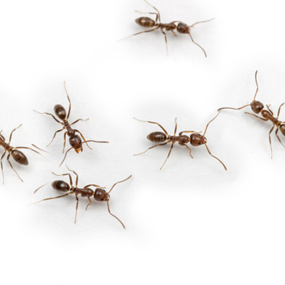 חכמת ההמונים של הנמלים