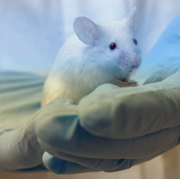 להדליק את האור, לכבות את הזיכרון