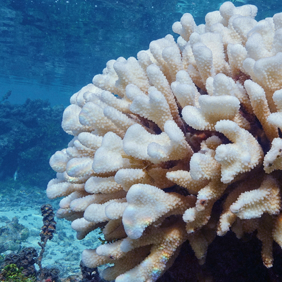 להציל את השוניות