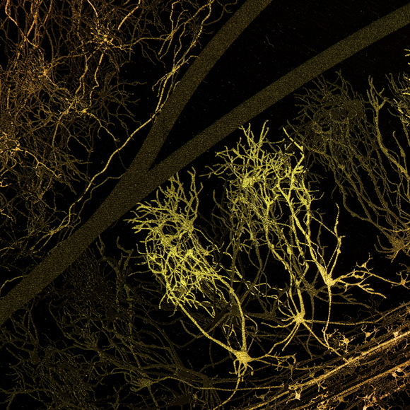 “השתקפות עצמית” – אמנות מבוססת מדע