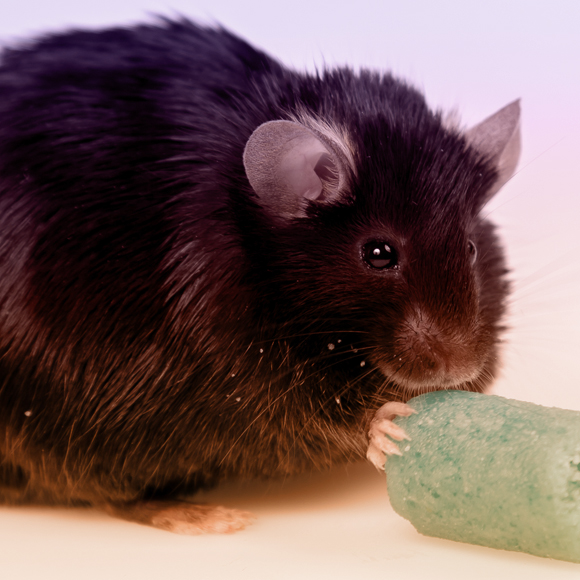 מטפלים בסוכרת דרך המוח