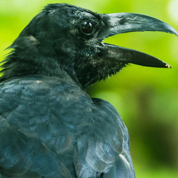 מוח של ציפור – לא מה שחשבתם