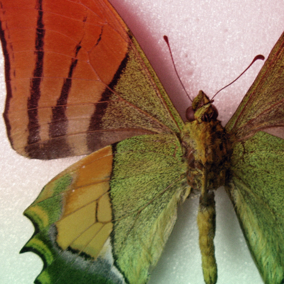 כך נוצרים צבעי הכנף המרהיבים