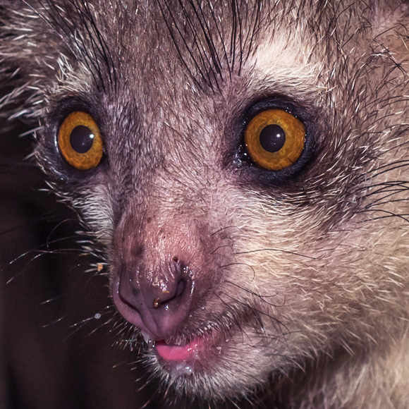 כך התרחשה האבולוציה של ראיית הלילה אצל יונקים