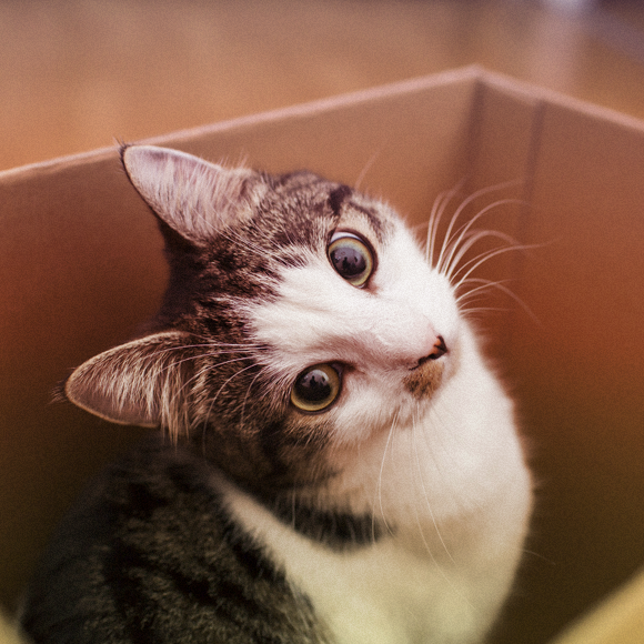 החתול הכפול של שרדינגר