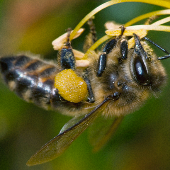 מתקפת הדבורים המשובטות
