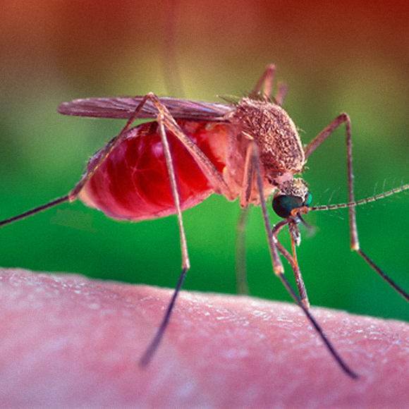 התגובה החיסונית שעוזרת לנגיפים