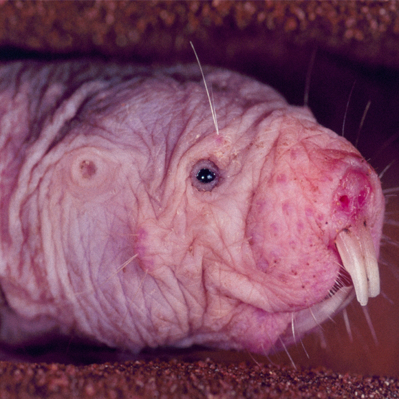 גנים של מכרסמים נגד סרטן