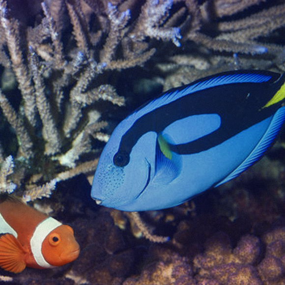 סרט ילדים או אסון אקולוגי?