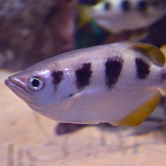 הדג שמזהה פרצופים אנושיים