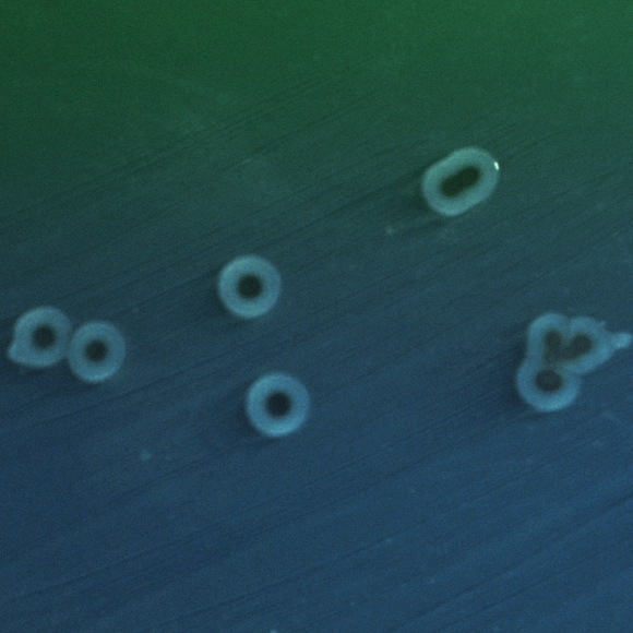 הרעלים שמאריכים את החיים