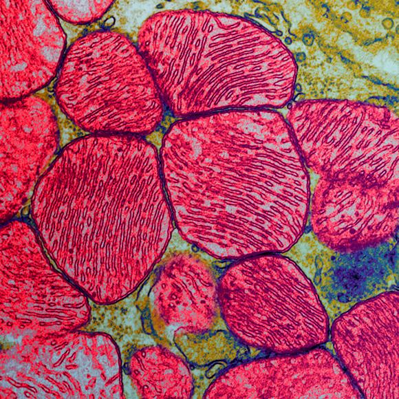 הדרך לחידוש עצבים בוגרים