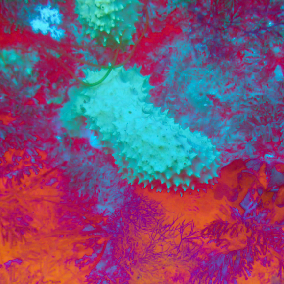 הספוג שמנצח את החיידקים העמידים