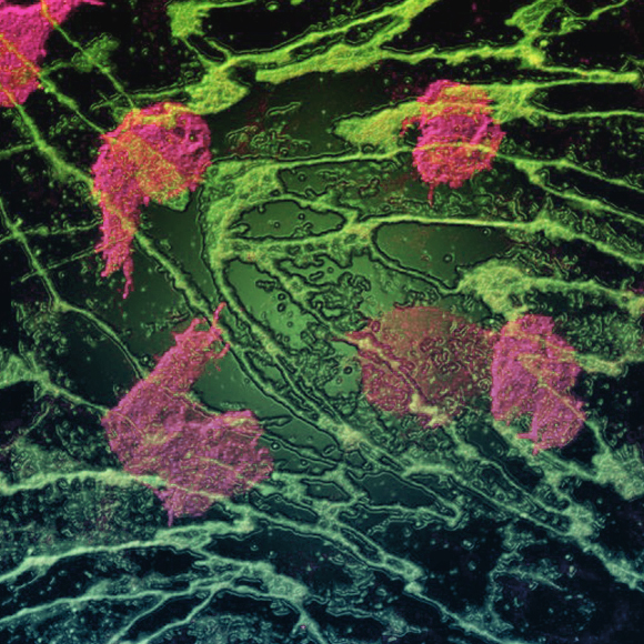 מהר יותר, מהונדס יותר, בריא יותר