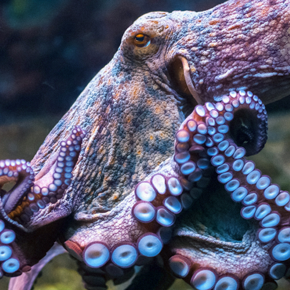 מדע בדקה: תמנונים נעלמים בעזרת האישונים