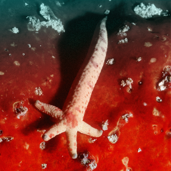 עין תחת עין