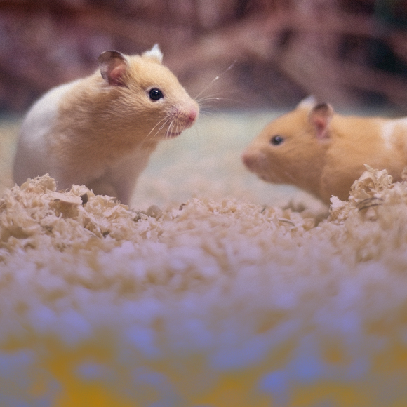 הכימיה של ההתנהגות החברתית