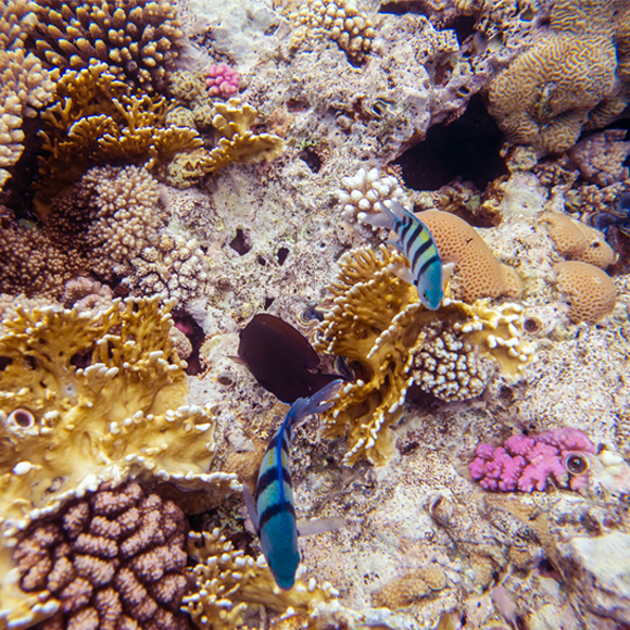 שינויים בשוניות האלמוגים