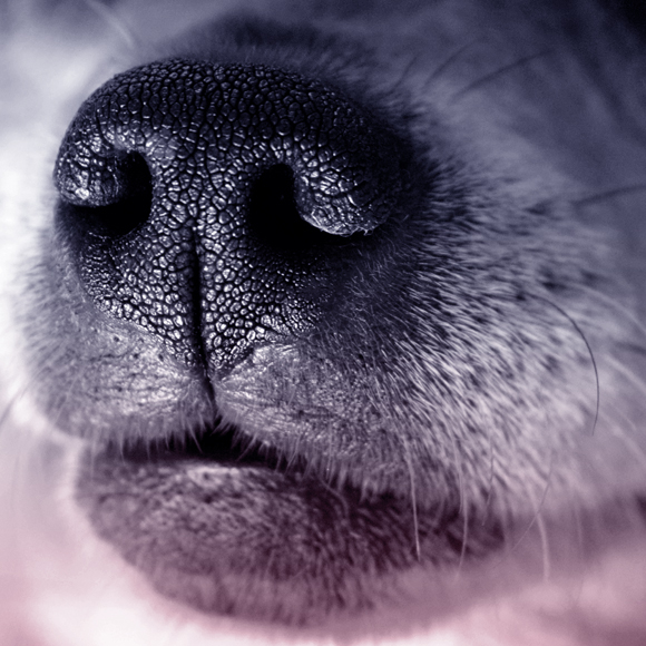 הריח של הסוכרת