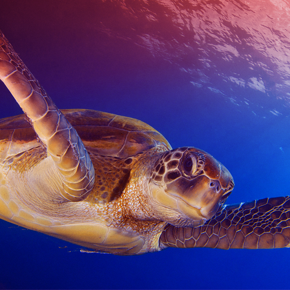 הצבים שיעזרו למנוע אלצהיימר