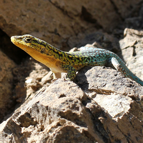 עלייתה של הצמחונות – אצל לטאות