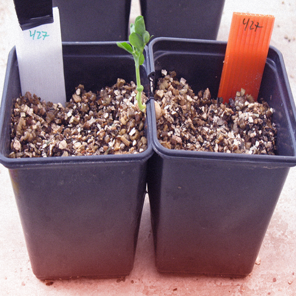 הצמחים שמהמרים בהצלחה