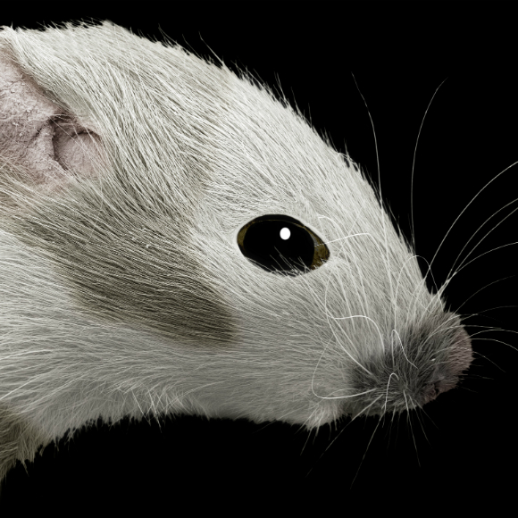 עיניים שנפגעו חוזרות לראות