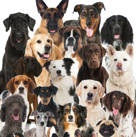 האם אצל כלבים יש שונות גנטית רבה יותר מאשר אצל חתולים?