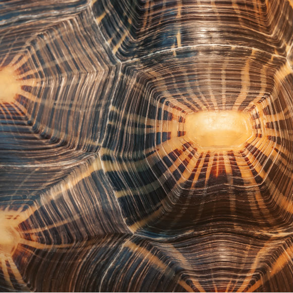 מדע בדקה: איך התפתח השריון של הצב?