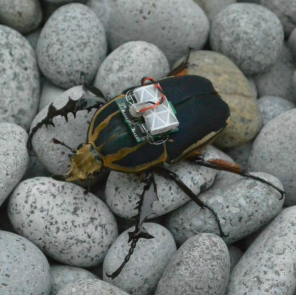 חיפושיות הריגול הסייבורגיות