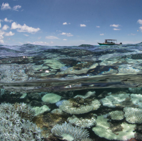מחשבים להצלת שוניות האלמוגים